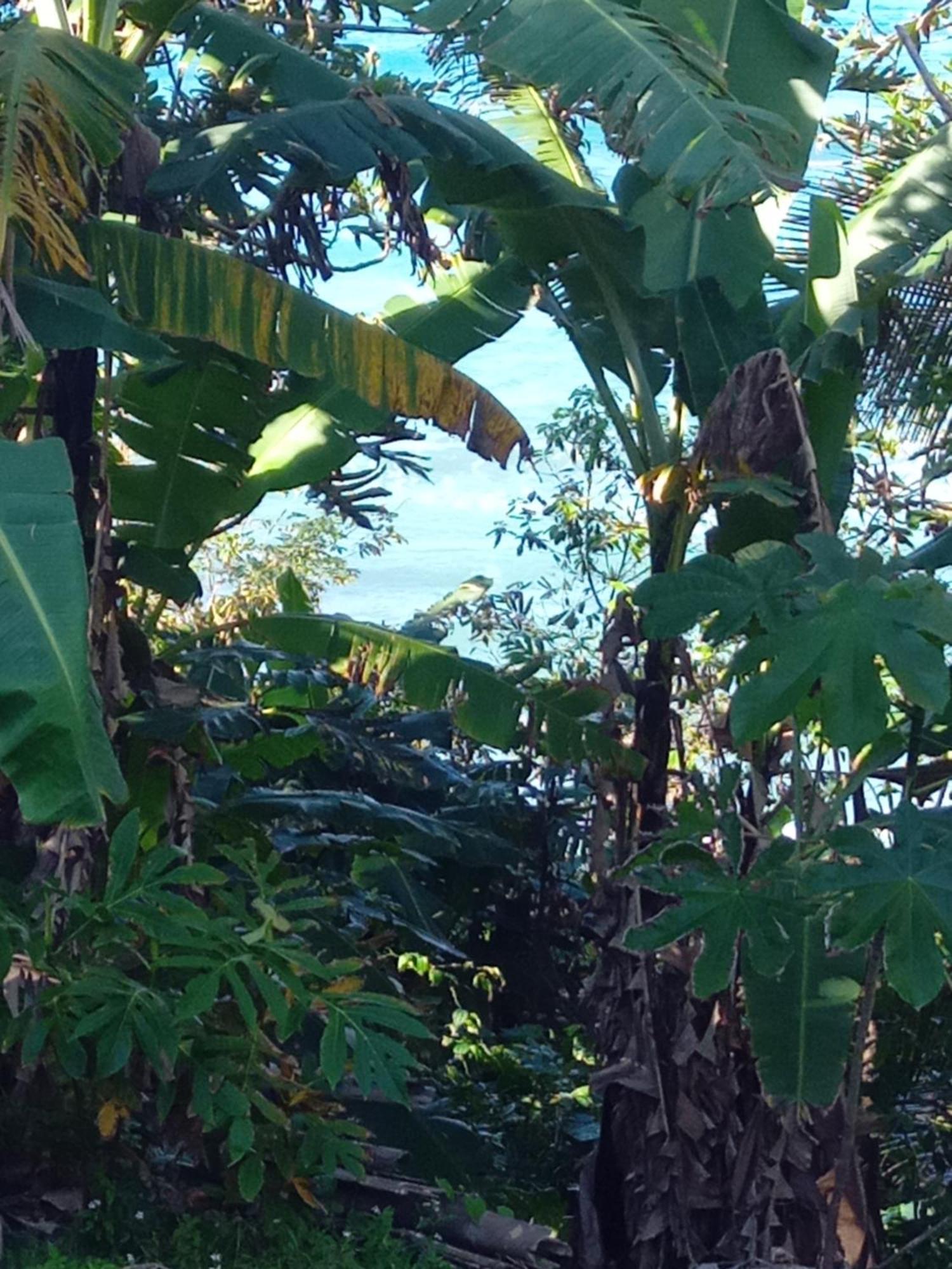 Barracuda Beach Hotel Port Antonio Bagian luar foto